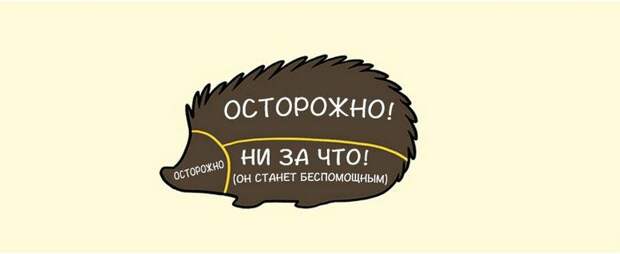 kak-nuzhno-gladit-zhivotnyx_5_1