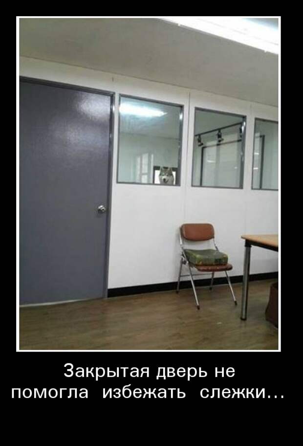 Демотиваторы демотиваторы, животные, прикол, юмор