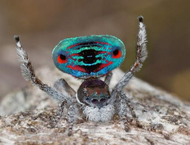 peacockspider08