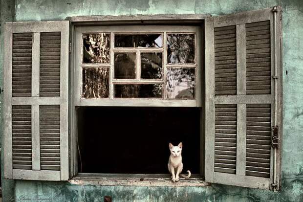 меланхоличные коты ждут хозяина у окна (19)