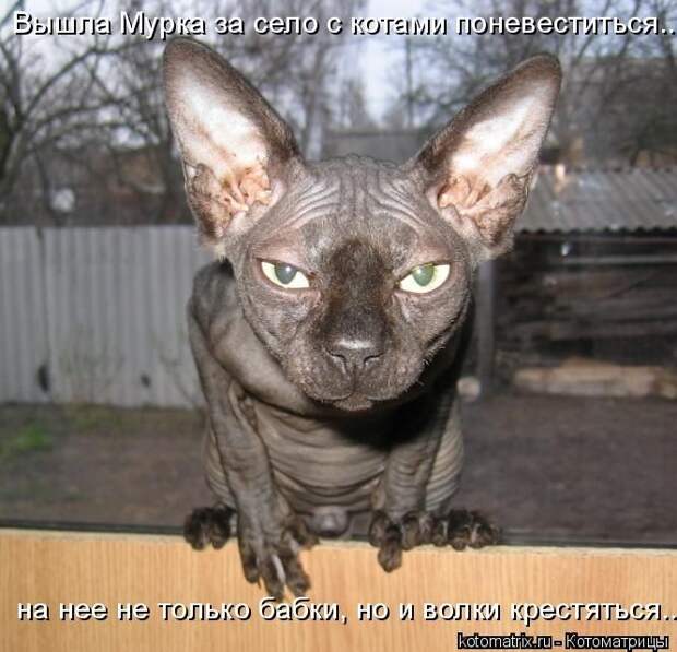 22 котоматрицы