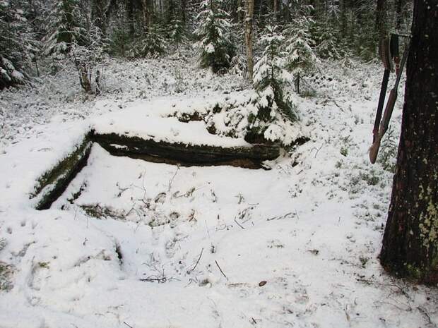 Отпуск в лесу