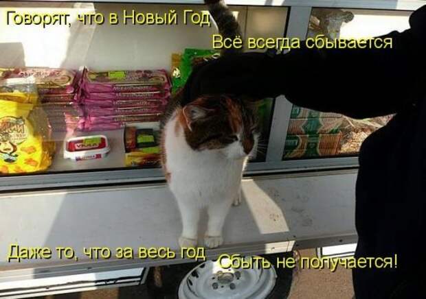 Котоматрица 12