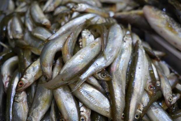 Дальневосточные рыбаки выловили почти в семь раз больше рыбы по сравнению с другими округами