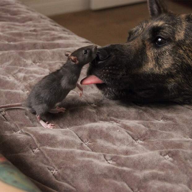 animal-friends-rat-dog-osiris-riff-19