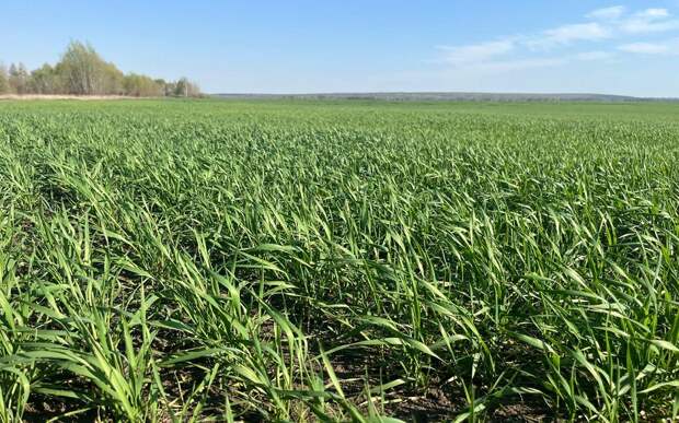 В Рязанской области в оборот вернут еще 90 000 га сельхозземель