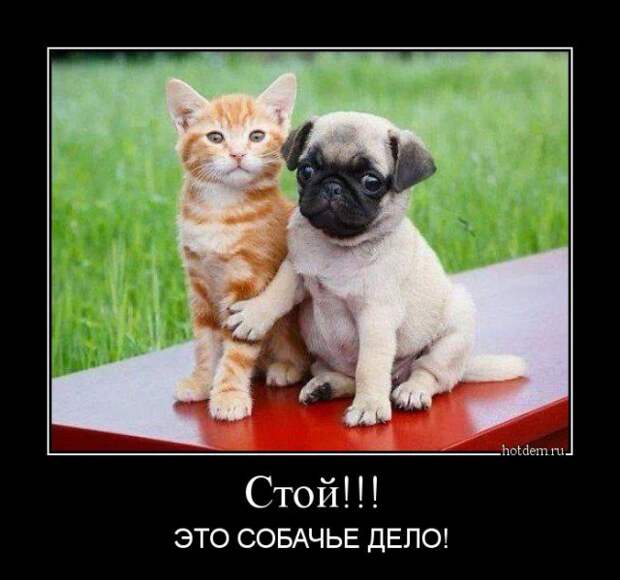Демотиваторы демотиваторы, юмор