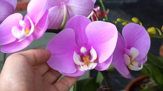 Стакан волшебной воды в месяц, и орхидея цветёт и радует круглый год