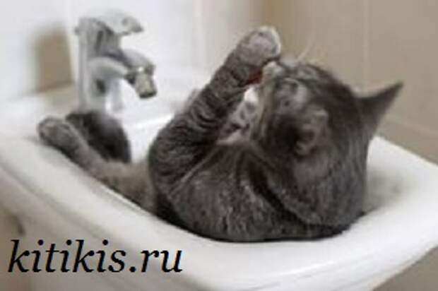 кот в ванной