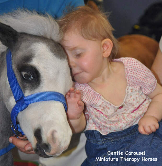 Miniature-therapy-horses-nuzzle