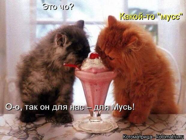 Лучшие котоматрицы недели