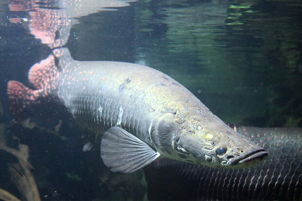 Пойманная в реке гигантская рыба длиной 2,5 метра напугала специалистов