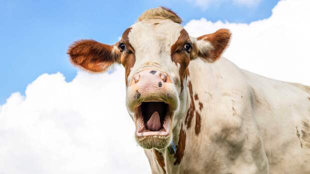 cow making funny face