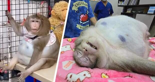 Самая толстая обезьяна в мире по кличке Годзилла умерла от переедания
