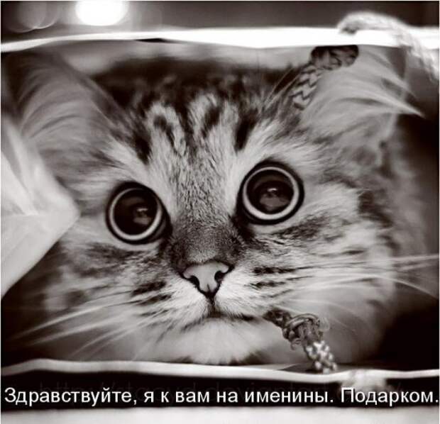 Котоматрица 14