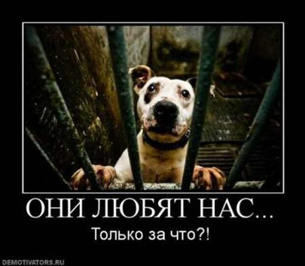 Что такое демотиватор? Ответы на сайте!