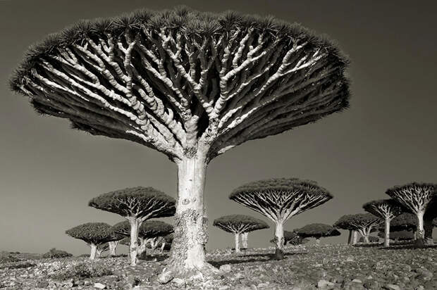 Деревья древние как мир в фотографиях из 14-летнего путешествия-9