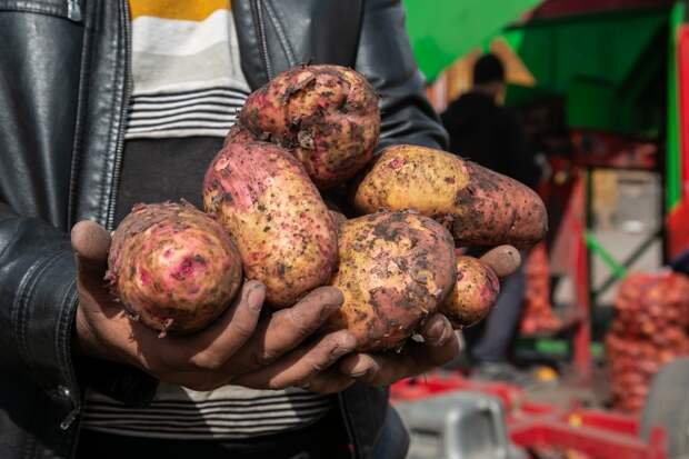 Средства от фитофторы и способы хранения картофеля перечислила агроном Иванцова