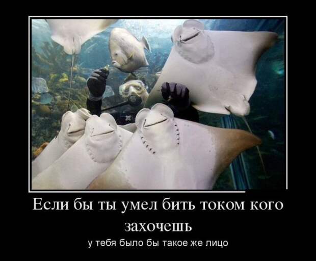 Если бы ты умел бить током кого захочешь, у тебя было бы такое же лицо демотиватор, юмор