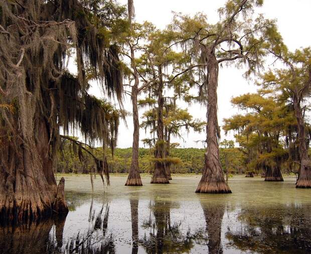 Фантастические кипарисы озера Каддо (Caddo lake), США