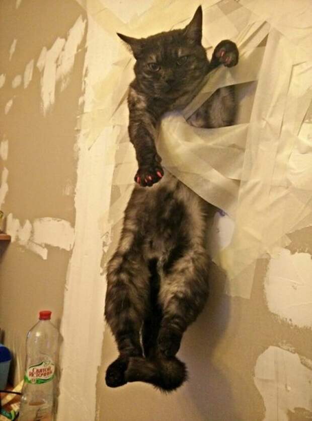 Коты и кошки, много позитива.