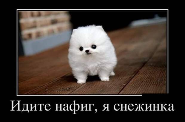 Демотиваторы (30 фото)