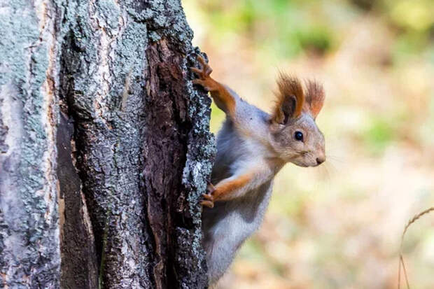 Прогноз погоды на первую декаду апреля-2026 в Новосибирске сделали синоптики