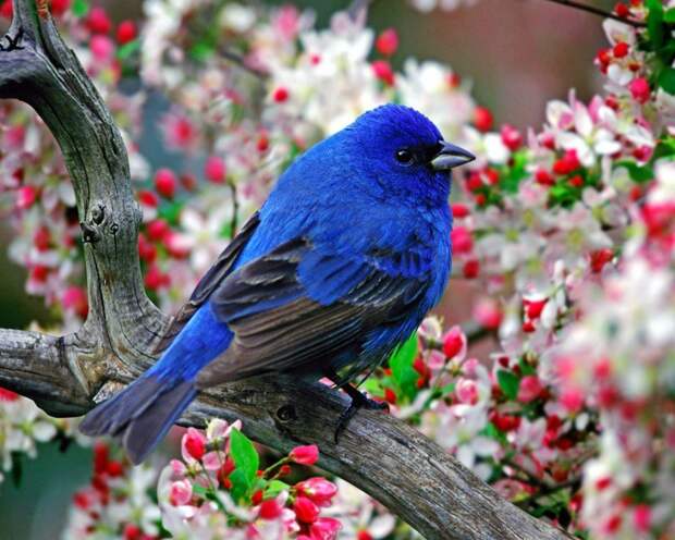 Птицы-радуге сродни животные, краски, природа, радуга