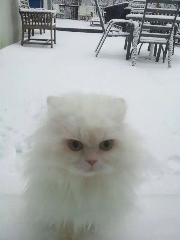 Фото №5 - Первый снег: кошки vs собаки (много уморительных фото)
