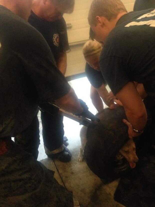 Как спасатели вытаскивали собаку, застрявшую головой в старом колесе (20 фото) Как спасатели вытаскивали собаку, застрявшую головой в старом колесе (20 фото)