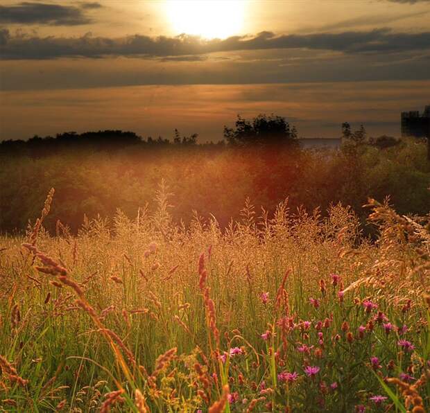 Фото жизнь - mondtag3106 - Пейзажи - Сквозь травы