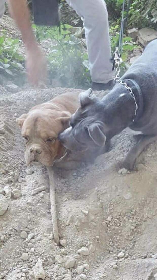 Pedro Dinis гулял со своей собакой, когда он нашёл погребённого в песке пса. Вместе им удалось спасти беднягу!