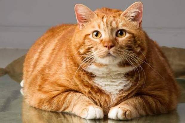 Cat Who Weighed 41 Pounds Makes Amazing Transformation