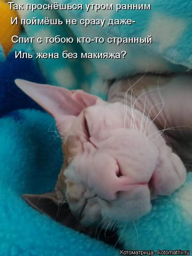 Лучшие котоматрицы недели