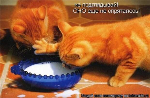 Свежая котоматрица для хорошего настроения (31 фото)