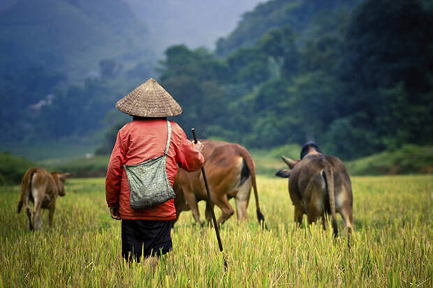 Пастух в Лаосе