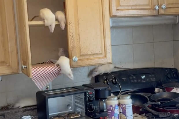 Сотни крыс захватили жилой дом и попали на видео