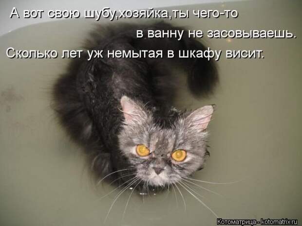 Новые котоматрицы за неделю