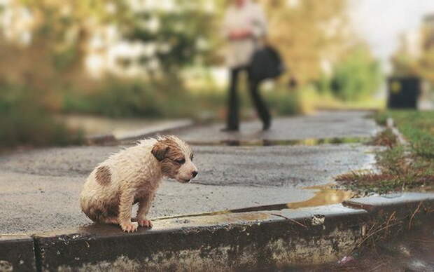 Бездомный щенок на улице большого города. Фото: fttc.com.ua