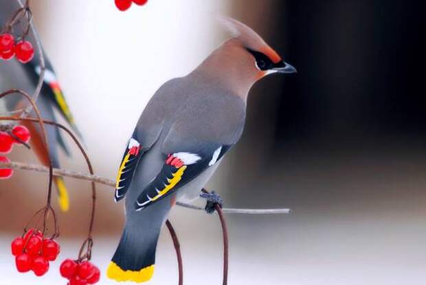 Свиристель (Bombycilla garrulus), фото птицы картинка