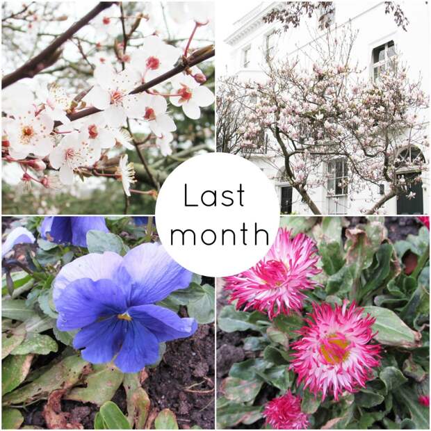 Spring blooms