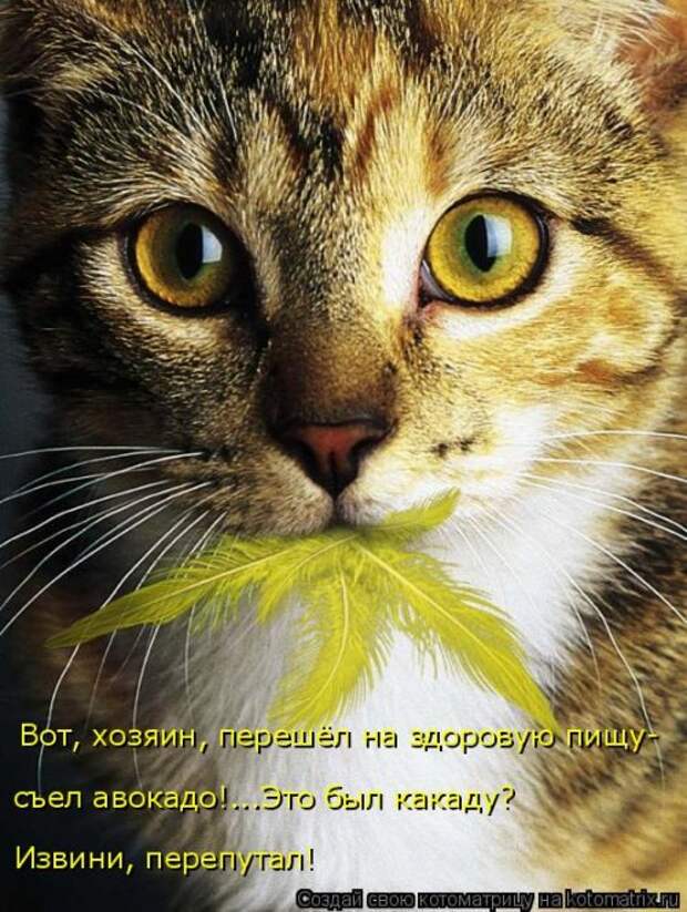 Новая котоматрица (32 фото)