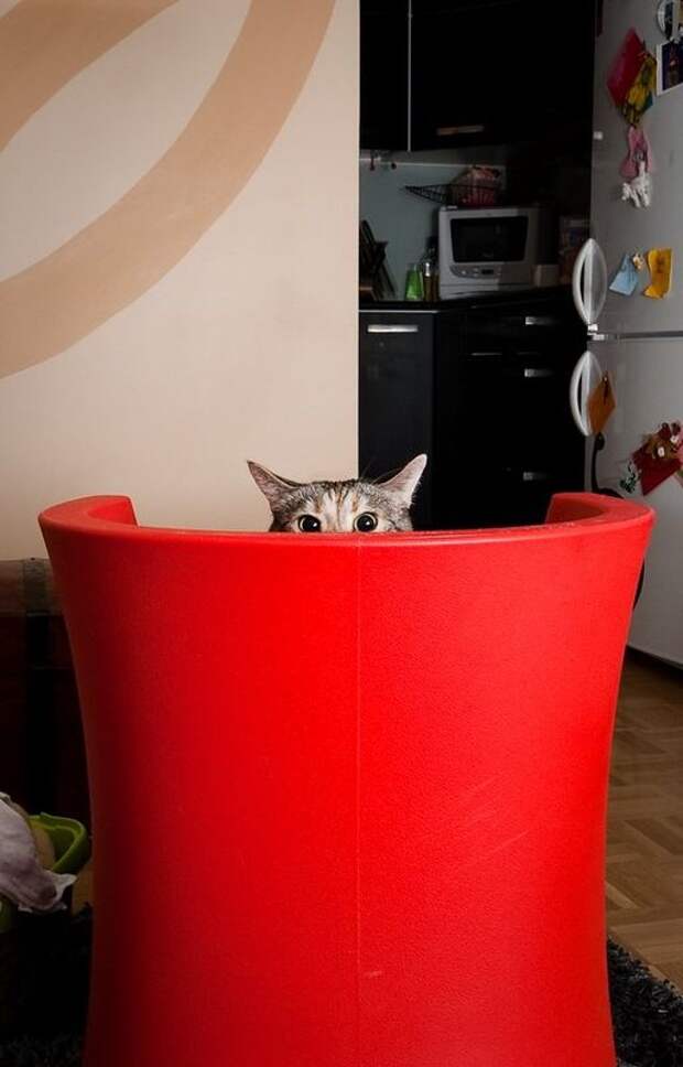 Коты, прятки, прячутся, смешное