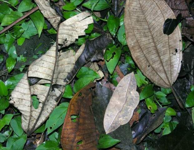 camouflaged_animals_25