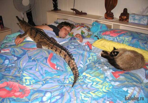 Необычные домашние животные (55 фото) Необычные домашние животные (55 фото)