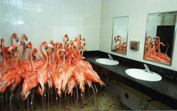 13. Фламинго в туалете прикол, странности, фото