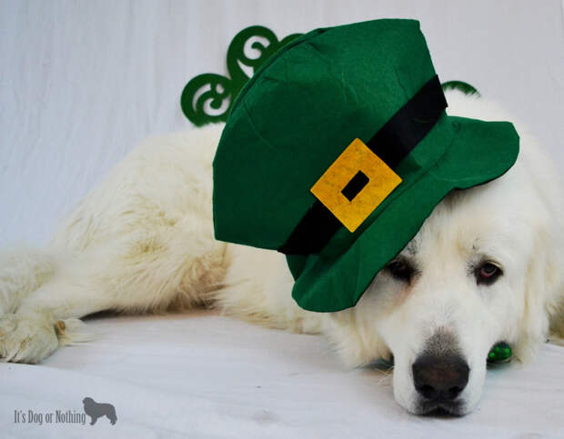 Great Pyrenees on St. Patrick's Day
