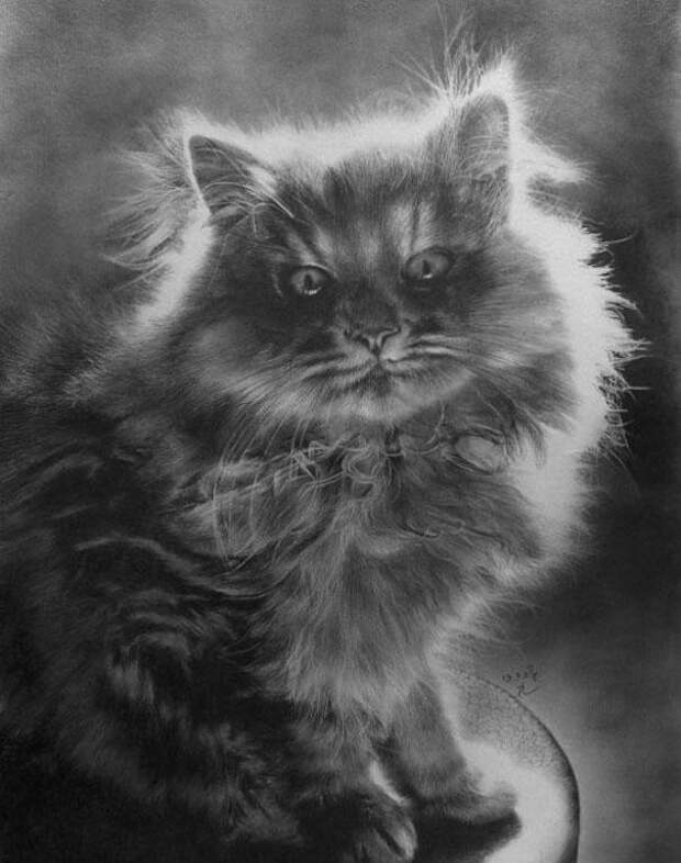 Реалистичные рисунки карандашом коты (14)