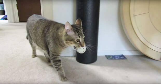 Кормушка, которая заставит кота поохотиться кормушка, кот, охота