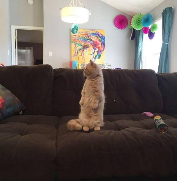 кот Джорж 